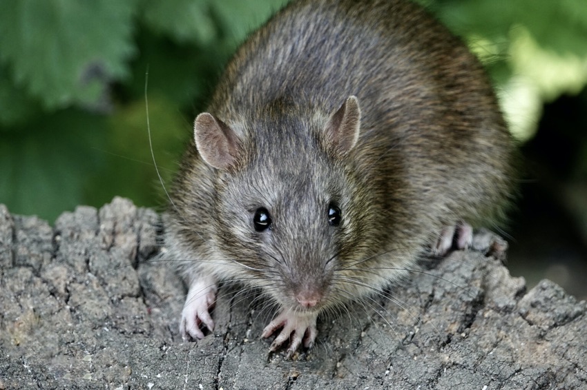 British Beastie of the Month: The Brilliant Brown Rat 