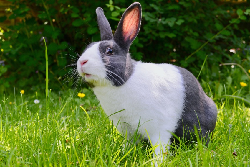 British Beastie of the Month: The Bouncing Bunny