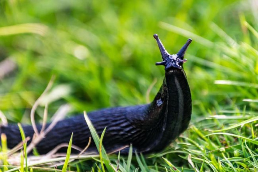 British Beastie of the Month: The Brazen Black Slug