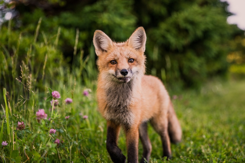 British Beastie of the Month: The Fiery Fox