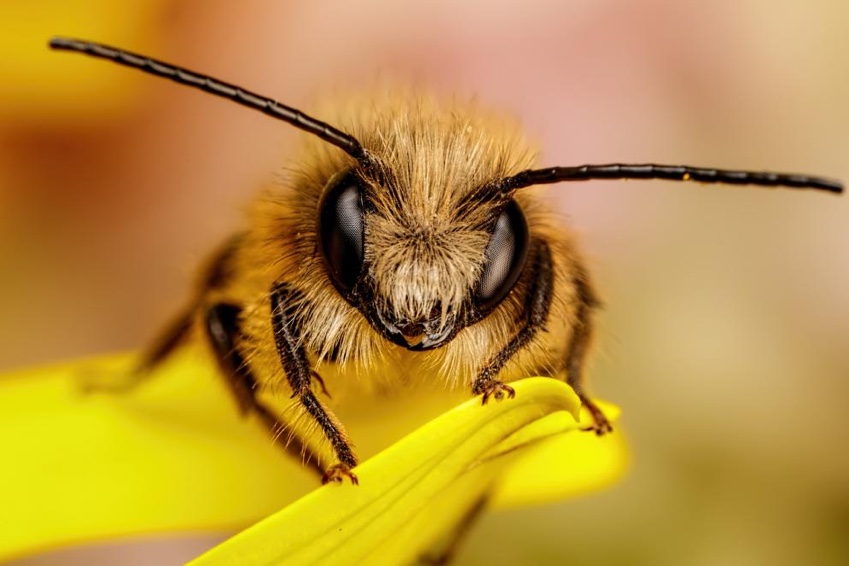 British Beastie of the Month: The Industrious Bee