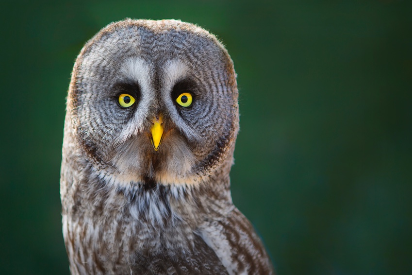 British Beastie of the Month: The Omniscient Owl