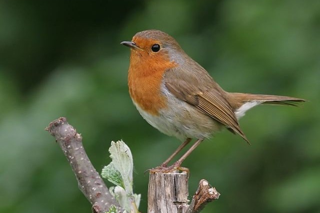 British Beastie of the Month: The Regal European Robin