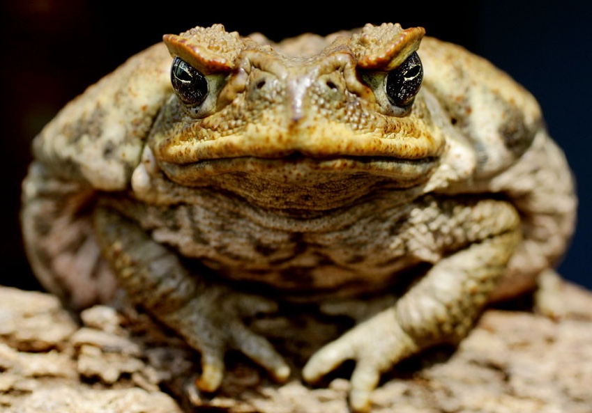 British Beastie of the Month: The Slimy Toad