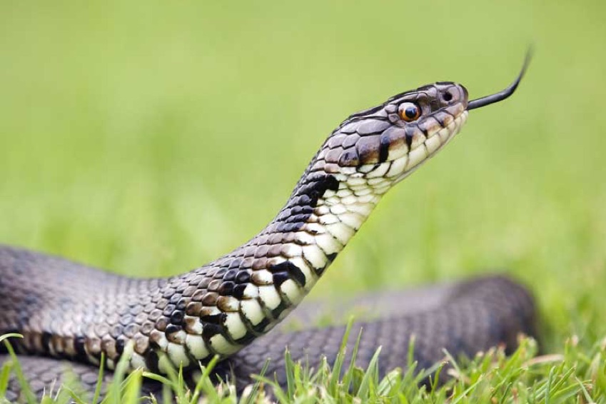British Beastie of the Month: The Slithery Grass Snake