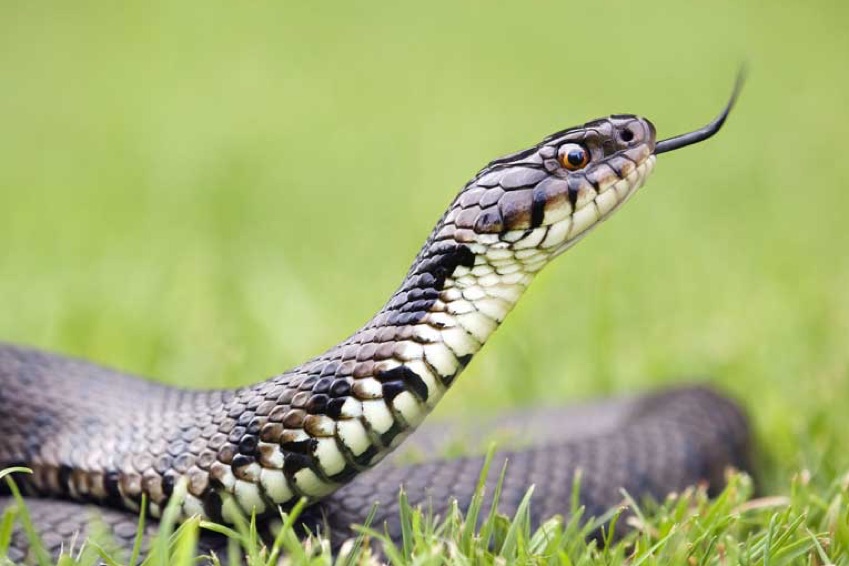 British Beastie of the Month: The Slithery Grass Snake | pawsr blog