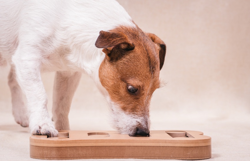 Can Brain Training Benefit My Dog?