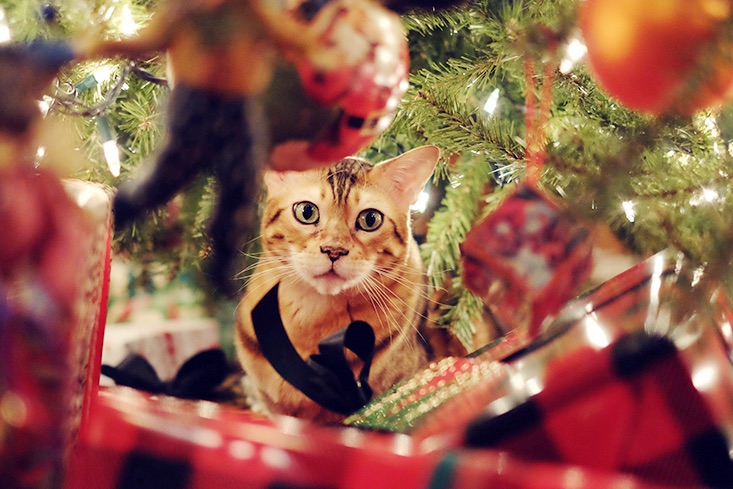 Got Your Christmas Tree Up? Here’s How to Stop Your Cat Falling off It!