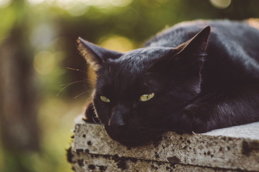 Is Your Cat Ready for Summer? 6 Things You Can Do to Help Them Chill Out