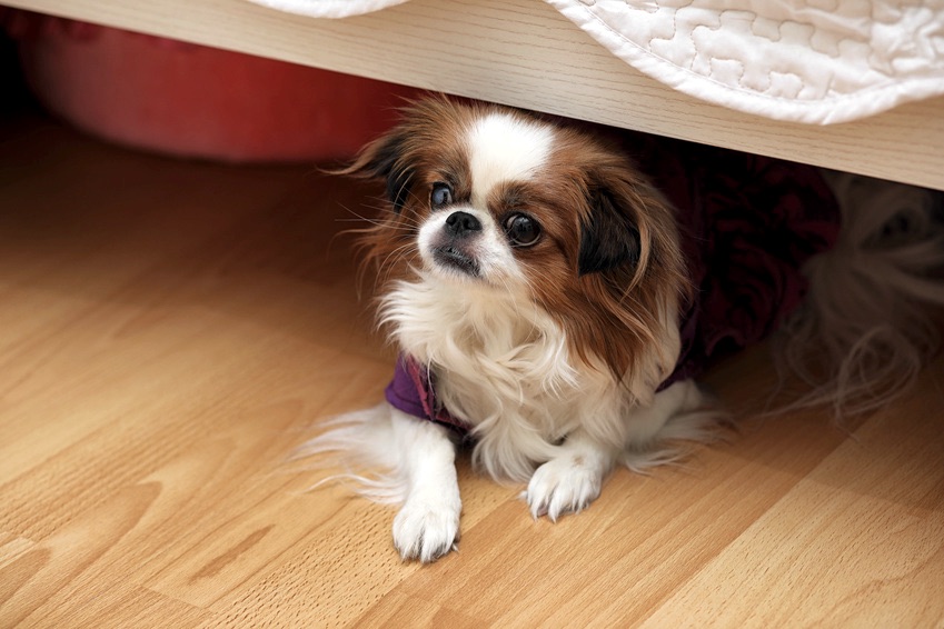 How Can I Help My Dog Cope With Fireworks Anxiety?