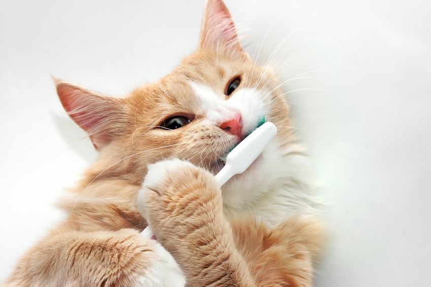 How Do I Know If My Cat Has Healthy Teeth?