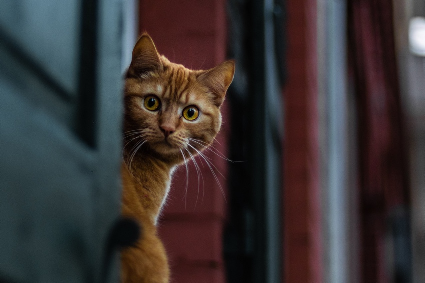 How Do You Bring an Outdoor Cat Indoors?