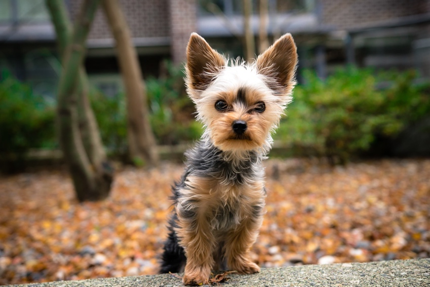 Is Your Dog Ready for Autumn?