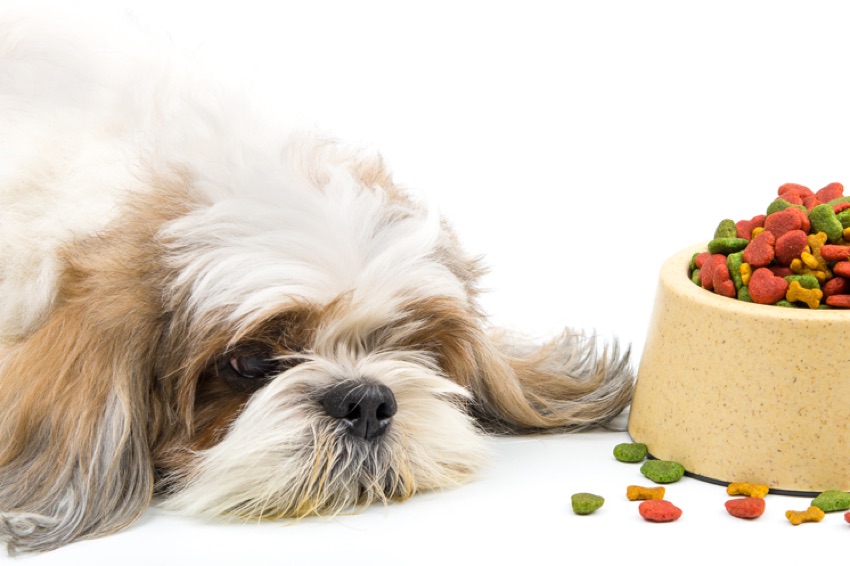 Is Your Dog a Picky Eater?