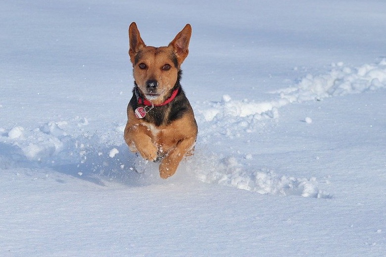 Protecting Our Pets in the Winter: What Are Some of the Bigger Dangers?