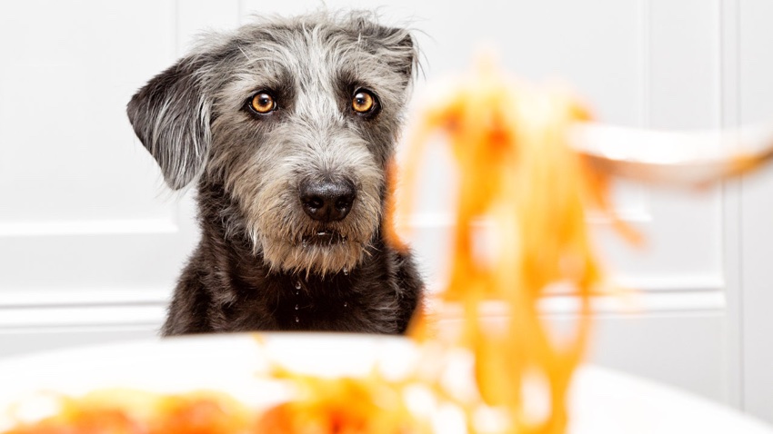 Sharing Food With Your Dog? Here Are a Few Treats You Definitely Shouldn’t!