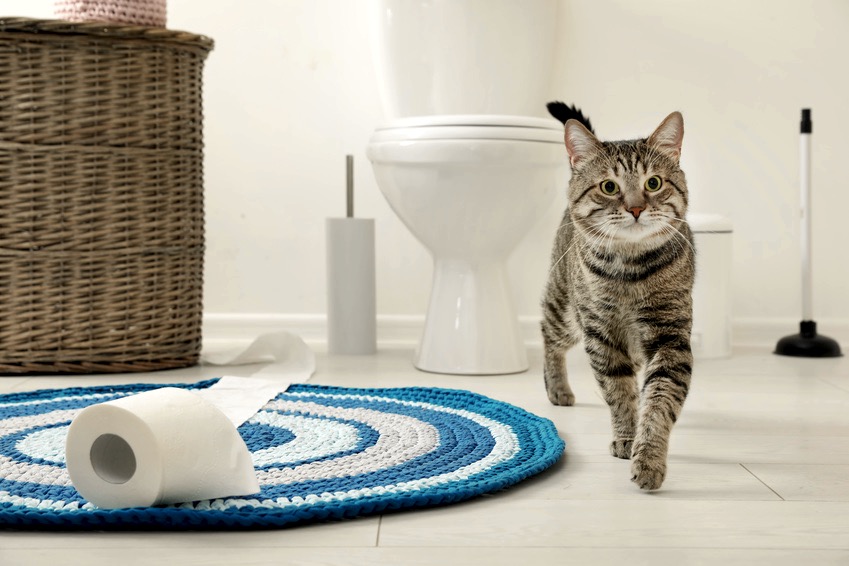 How Do You Train A Cat To Use The Toilet To start with, it is best to