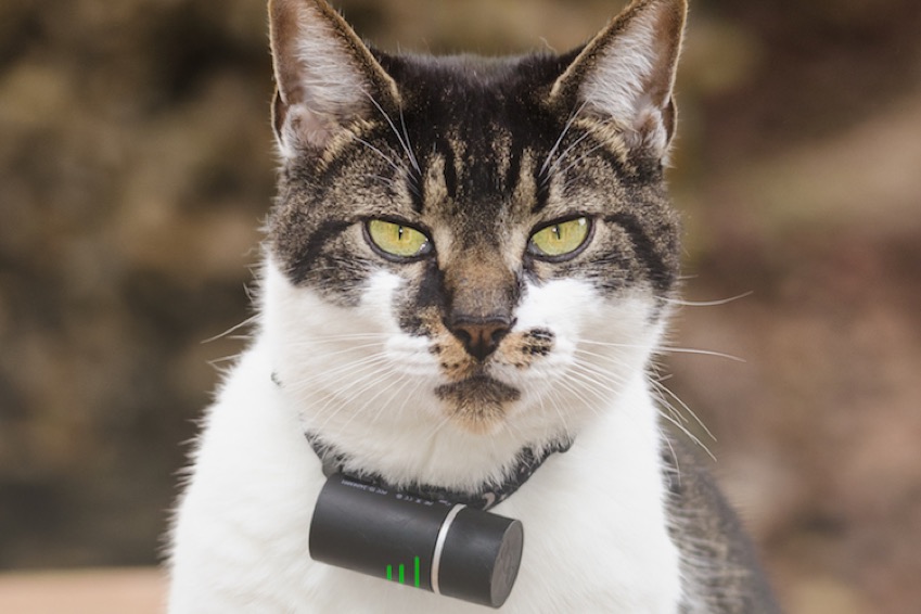 Tracking Your Cat: Is It Worth the Tech?