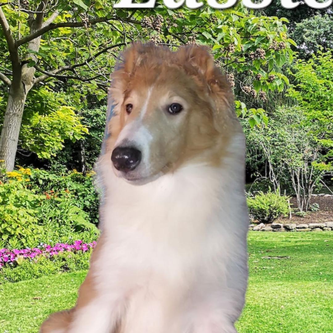 Lassie @ lassie1