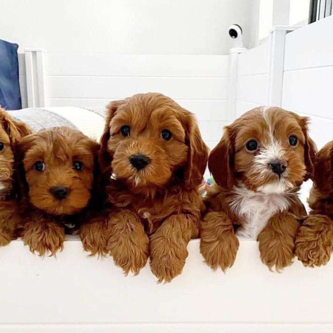 Poodles puppies for adoption @ poodlespuppiesforadoption1