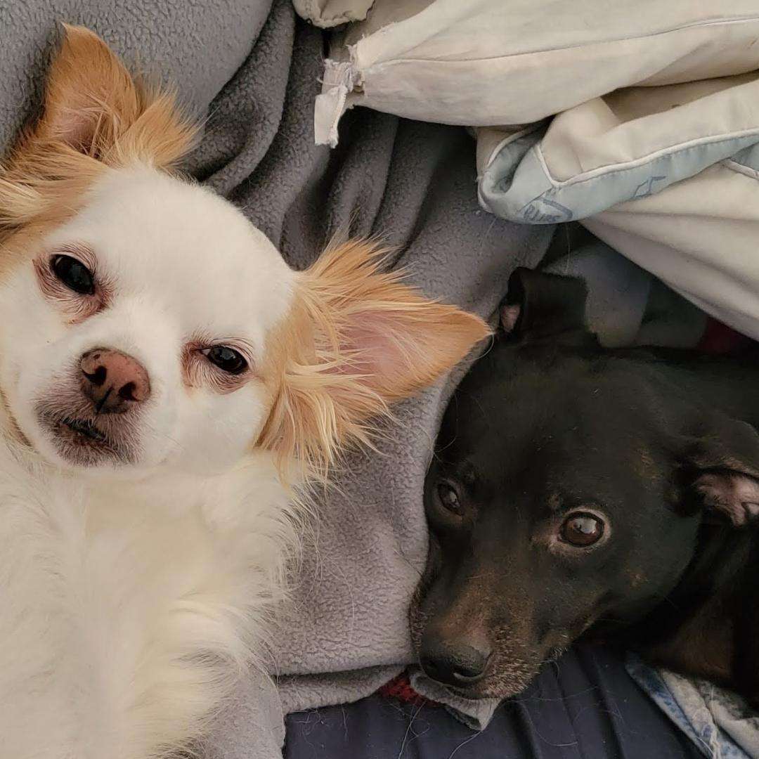 Dobby and Chip @ dobby1