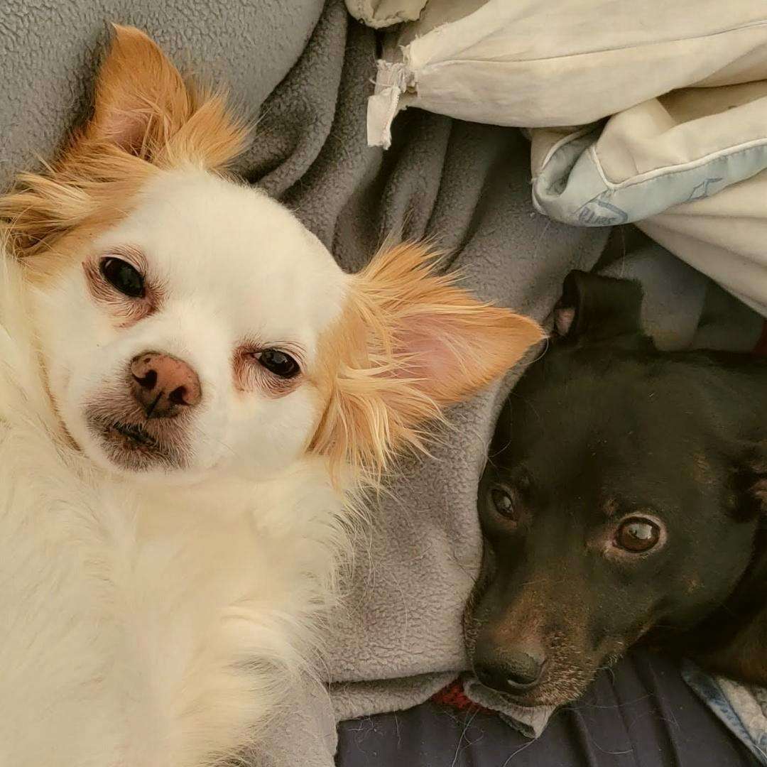 Dobby and Chip @ dobby1